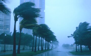 palm trees on a road
