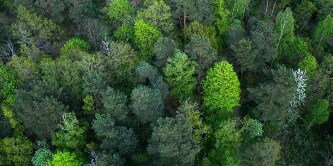 High-angle shot of a forest of green trees
